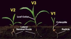Ilustración 1. Plántulas de maíz en las etapas de crecimiento V1.