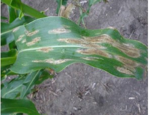 Figura 1. Lesiones ovaladas grises típicas de la mancha foliar norteña del maíz.