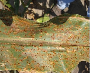 Figura 3. Hoja de maíz infectada por roya común muestra un crecimiento de ámpulas color canela.