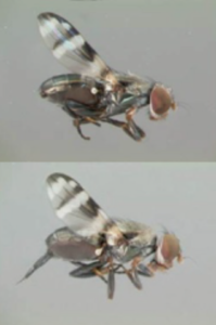 Imagen 1. Mosca del pelo de elote (sp: Euxesta Eluta) masculina (arriba) y femenina (abajo). Fotografía por Gaurav Goyal, Monsanto Company.