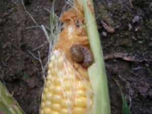 Imagen 2. Gusano cogollero del maíz en una espiga de maíz dulce. Fotografía por Roberto Cordero, Monsanto Company.