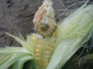 Imagen 4. Gusano de la espiga de maíz en maíz dulce. Fotografía por Roberto Cordero, Monsanto Company.