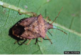 Imagen 6: Chinches cafés. Foto cortesía de: Russ Ottens, University of Georgia, Bugwood.org.