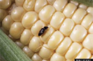 Imagen 5. Escarabajo de la Savia. Foto cortesía de: Keith Weller, USDA (Departamento de Agricultura de EE. UU.)