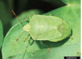 Imagen 7. Chinche del sur. Foto cortesía de: Johnny N. Dell, Bugwood.org.