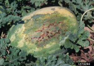 Figura 1. Grietas en la cáscara debido a una infección de BFB permiten que otro organismo ingrese y produzca pudrición interna en el fruto. Fotografía de Gerald Holmes, de la Universidad Politécnica del Estado de California en San Luis Obispo, Bugwood.org