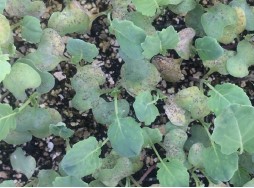 Figura 1. Síntomas foliares de downy mildew de plántulas del brócoli