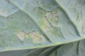 Figura 2. Síntomas foliares de downy mildew del brócoli que muestran la esporulación vellosa de las lesiones necróticas.