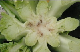 Figura 3. Síntomas internos de descoloración derivados de la infección sistémica