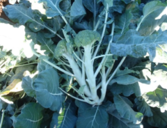 Figura 2. Se producen varias cabezas al dañar los puntos de crecimiento.