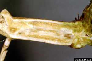 Figura 1. Síntomas de decoloración vascular de la fusariosis. Universidad de Clemson – Serie de diapositivas de la extensión de cooperación del Departamento de Agricultura de los EE. UU. [USDA, por sus siglas en inglés], Bugwood.org
