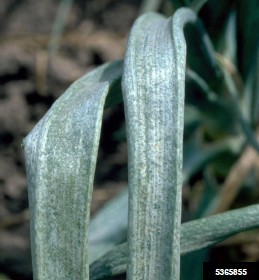  Figura 1. Blanqueamiento de las hojas de cebolla que se alimentan de los trips. Howard F. Schwartz, Universidad Estatal     de Colorado, Bugwood.org.