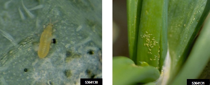 Figura 2. Larva de trips que se alimenta de una hoja de cebolla. Whitney Cranshaw, Universidad Estatal de Colorado, Bugwood.org.