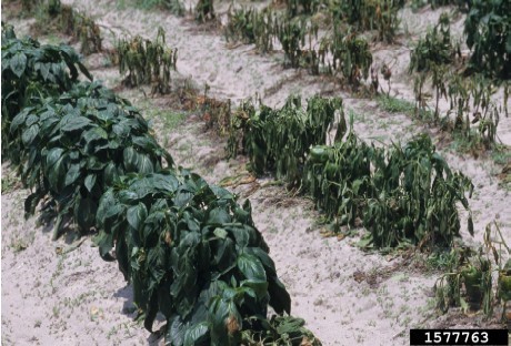 Figura   1.   Plantas   de   chile que muestran síntomas de marchitamiento   y   humedecimiento   provocado   por la marchitez del chile. Gerald Holmes de la Universidad Politécnica del Estado de California ubicada en San Luis Obispo, Bugwood.org