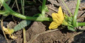 Figura 2. Flores de pepino hembras (izquierda) y machos (derecha).