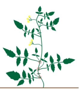 Figura 3. Una estrategia de poda que se recomienda con frecuencia para determinados jitomates es retirar todos los chupones que se encuentran debajo del racimo de la fruta.