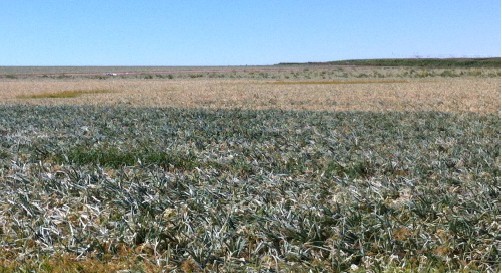 Figura 2. Síntomas graves (en el fondo) y más leves (al frente) de la infección viral de manchas amarillas del iris en cebollas.