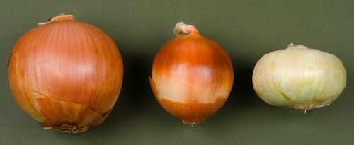 Figura 1. La variedad radica en los distintos tamaños y formas de los bulbos