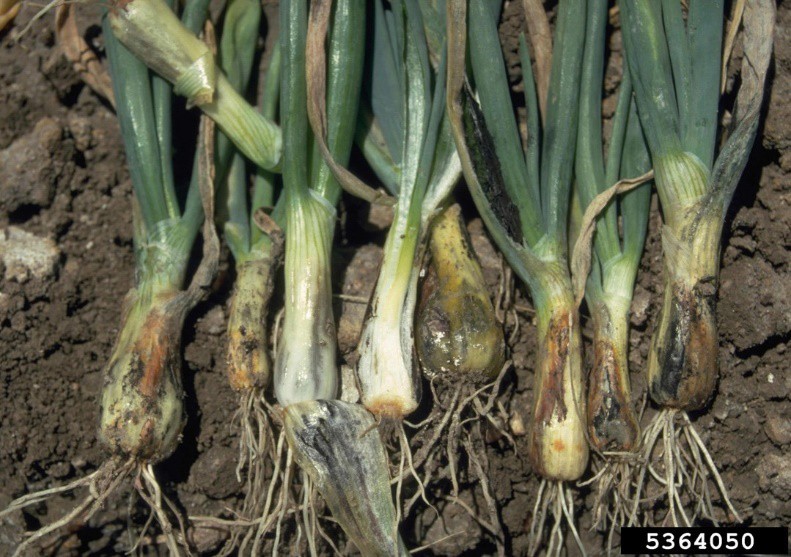 Figura 2. Síntomas del carbón de la cebolla. Howard F. Schwartz, Colorado State University, Bugwood.org.