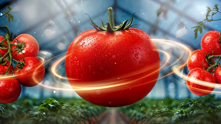 Nuevas variedades de tomate ofrecen proteccion frente a la mutacion del ToBRFV ToBRFV