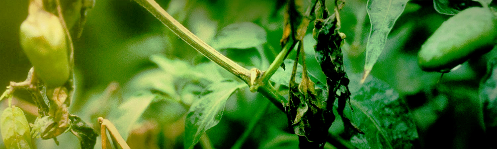 enfermedad de las pandillas verdes