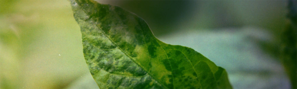 enfermedad de las pandillas verdes