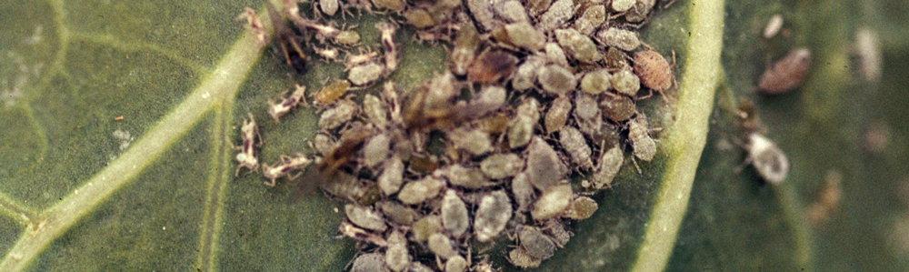  (Brevicoryne brassicae). Crédito: Whitney Cranshaw, Colorado State University, www.insectimages.org