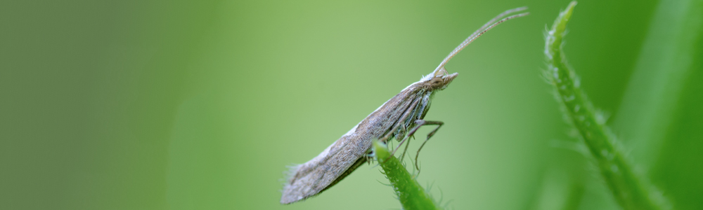 Adulto de polilla dorso de diamante