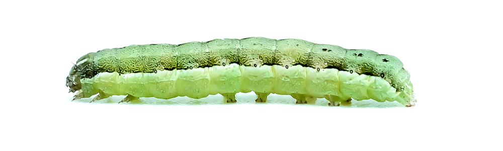 Gusano u oruga soldado