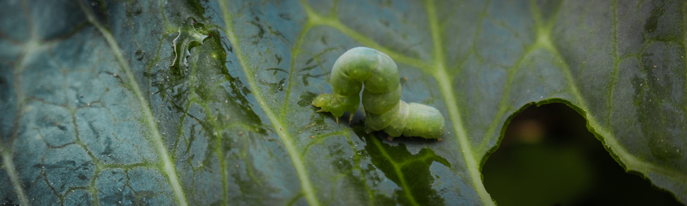 Larva y daño del falso medidor