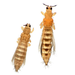 Trips adulto. Imagen: Alton N. Sparks, Jr., University of Georgia, Bugwood.org