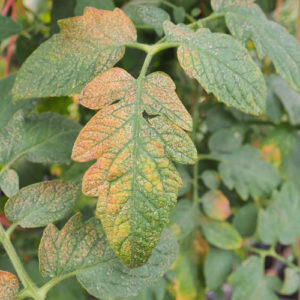 Virus transmitido por trips en tomate