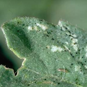 Cicatrices provocadas por trips y residuos (excremento). Imagen: Jack Kelly Clark, UC Statewide IPM Project, University of California