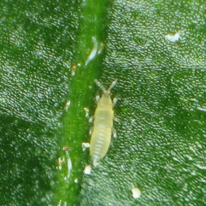 Trips inmaduro o larva. Imagen: M.J. at German Wikipedia