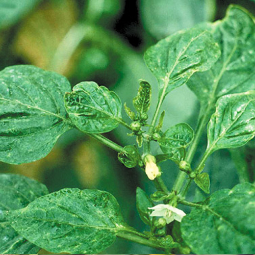 Deformación provocada por trips en pimiento. Imagen: http://www.omafra.gov.on.ca/french/crops/facts/14-002.htm