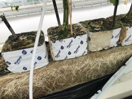 Controleer regelmatig de wortelvorming.