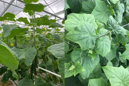 Met hoge instraling blijf het opletten voor een broeikop.