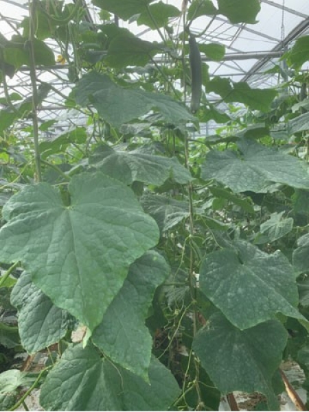 Schermen was de afgelopen tijd met hoge instraling nog nodig.