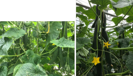 Links:volop oogst rank vruchten. Rechts: sterke ranken bij oogst laatste stamvruchten.