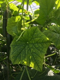 Chlorose op de ranken