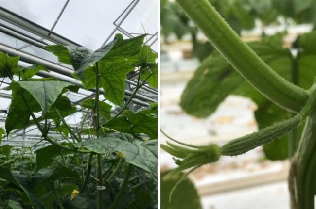 Links: sterke /grove koppen. Rechts:jonge plant met goede vruchtaanleg.