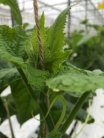 Foto: koppen nog te diep in het gewas.