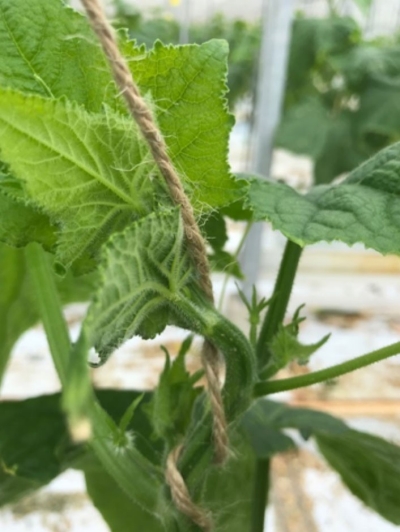 Foto: aangeprikte kop door wantsen