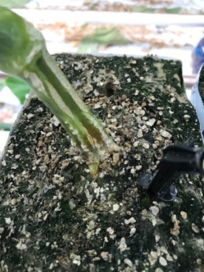 Foto: Pythium aantasting op de wortelhals