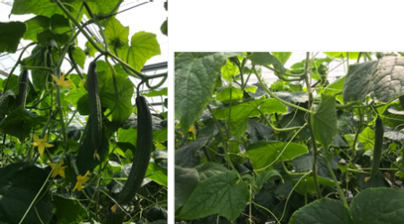 Links: goede overgang stam rank. Rechts: te grote overgang stam rank.