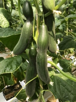 Wantsen schade op de vrucht