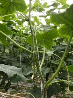 Abortie in HD teelt.