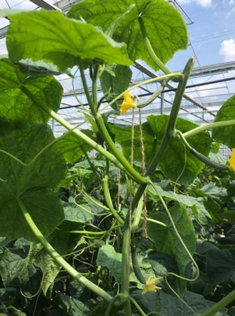 Sterke koppen bij de hoge draad teelt.