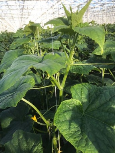 Foto: koppen nog te diep in het gewas.