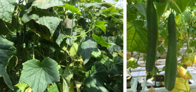 Links: te vol gewas. Rechts: uitgezakte vruchten onderaan op de rank.